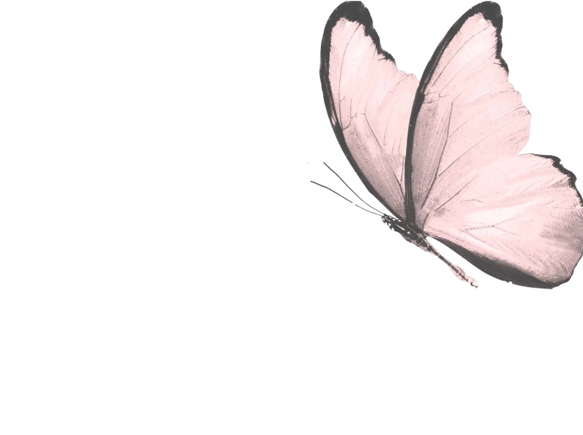 Butterflyohne v3